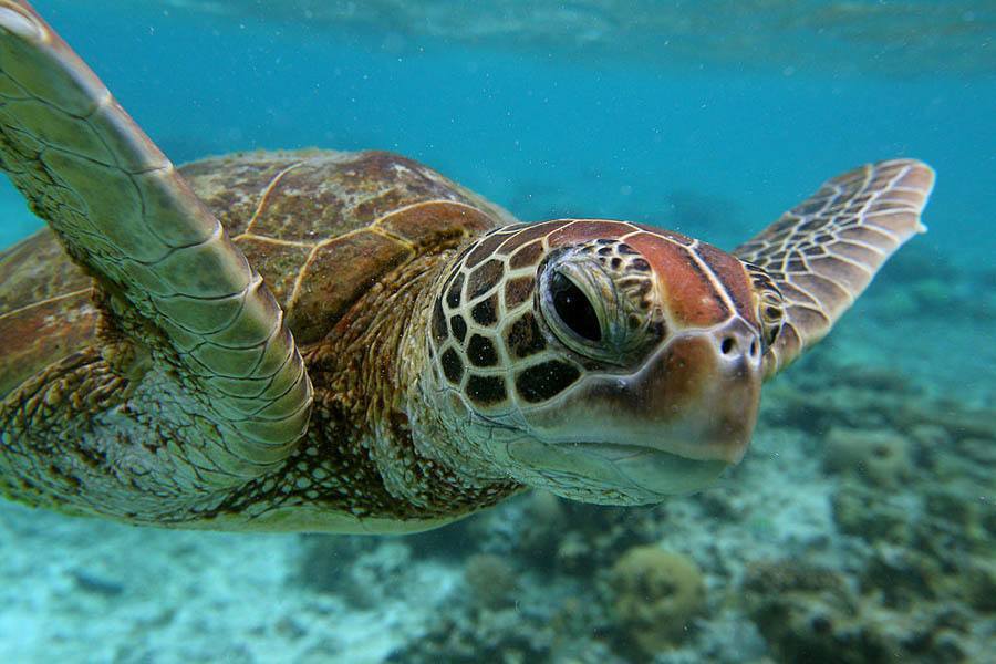Turtle In The Barrier Reef