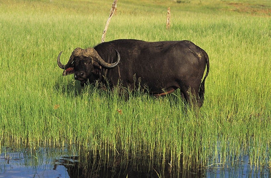 African Buffalo In A Marshland, Bumi Hills, Kariba, Zimbabwe (Syncerus Caffer)