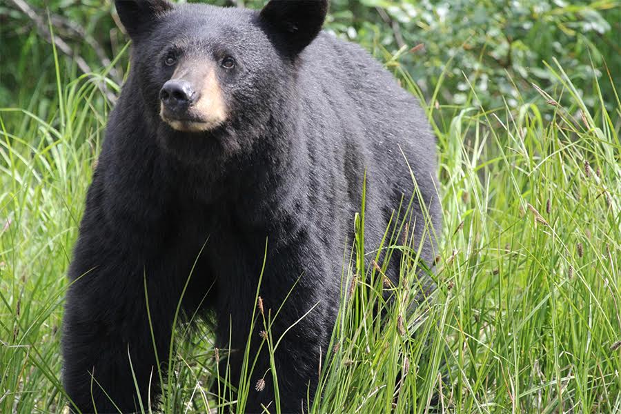 Black Bear Killed