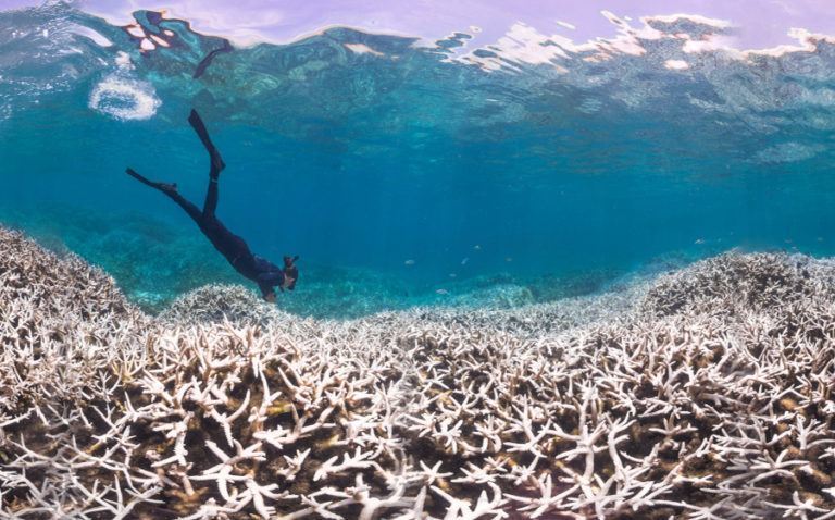 Coral Reef Bleaching: Shocking Before And After Photos