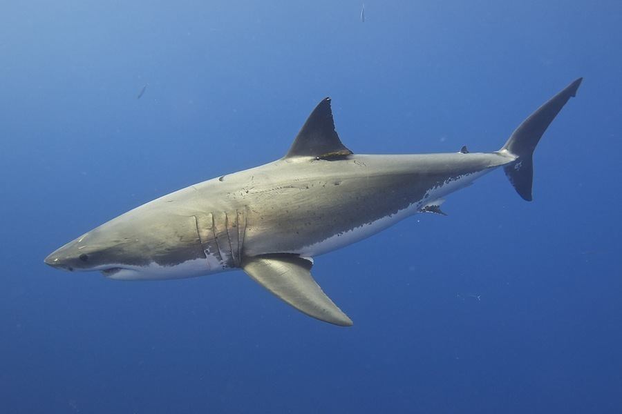 15 Interesting Great White Shark Facts That Will Blow Your Mind