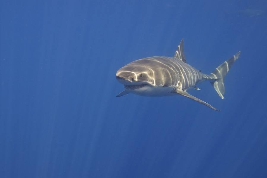 15 Interesting Great White Shark Facts That Will Blow Your Mind