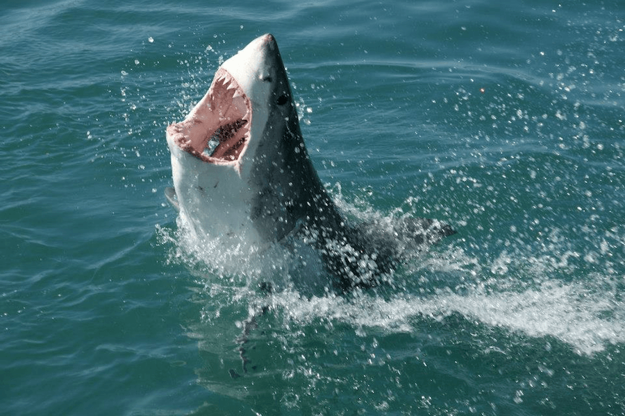 Great White Shark Interesting Facts