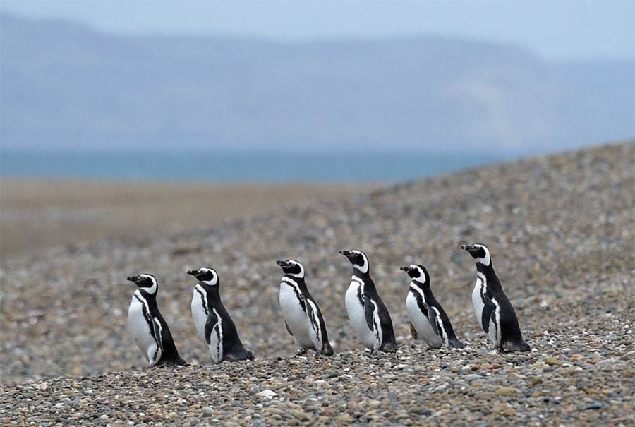 Patagonia Penguins