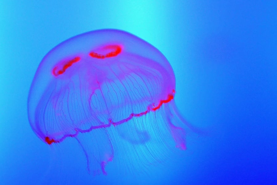 7 Astounding Facts About the Blue Button Jellyfish - 30A