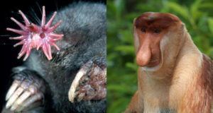 Star Mole Proboscis Monkey