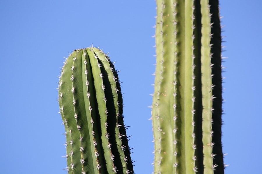 Cactus Sky