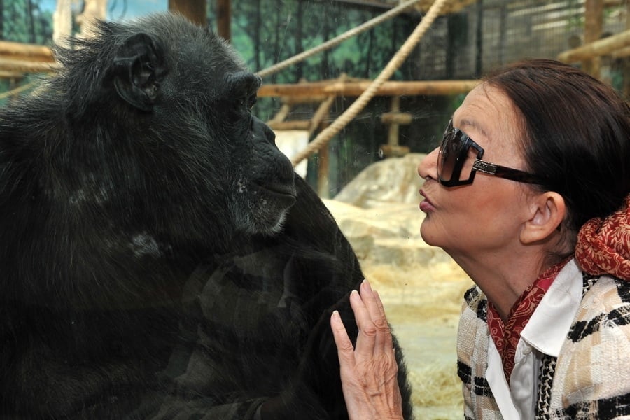 Chimp Woman Kiss