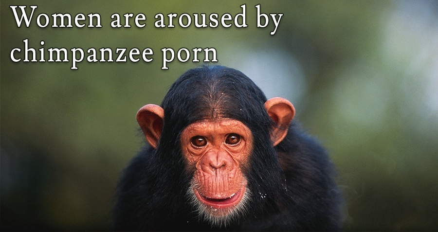 Chimpanzee Porn