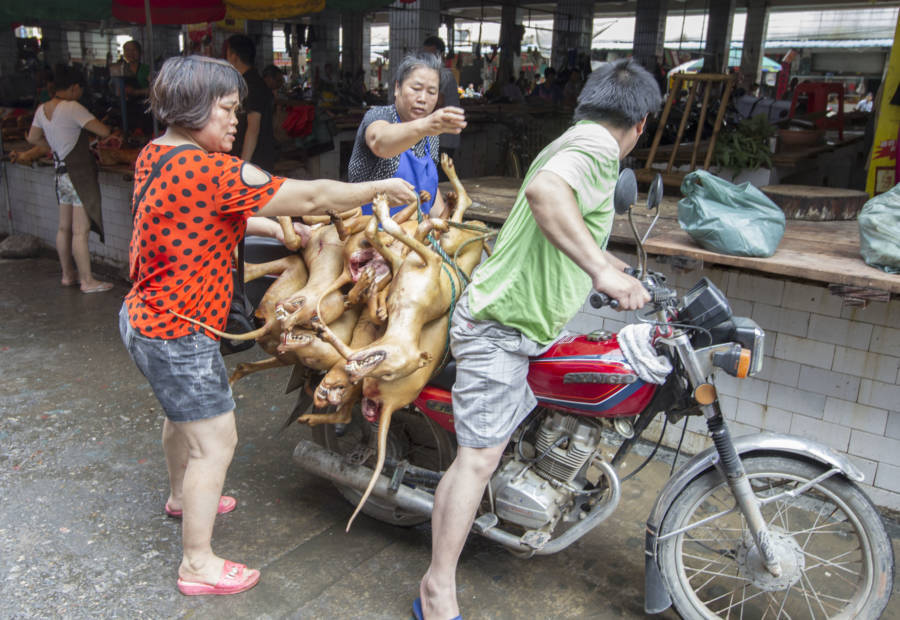 Yulin Festival, Inside The Controversial Dog Meat Eating