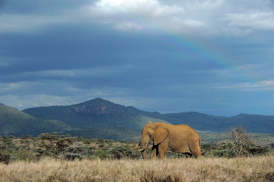 Elephant Rainbow