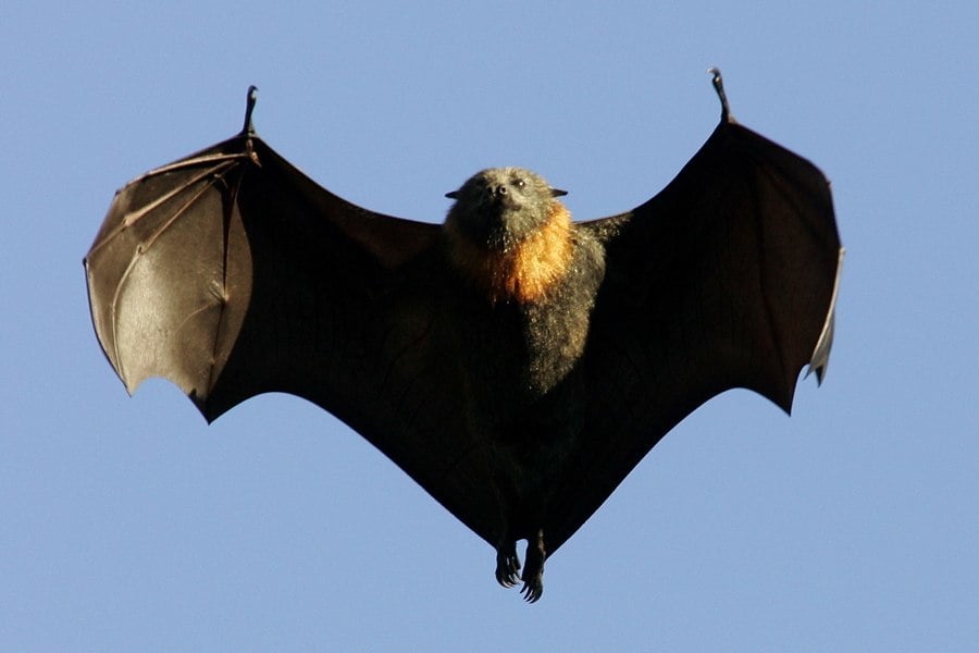 Flying Fox