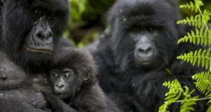 The Rangers Of Virunga National Park