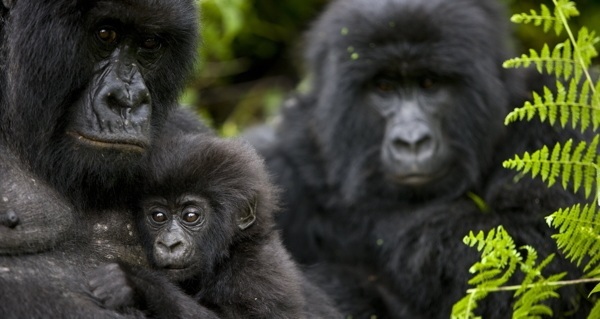 The Rangers Of Virunga National Park