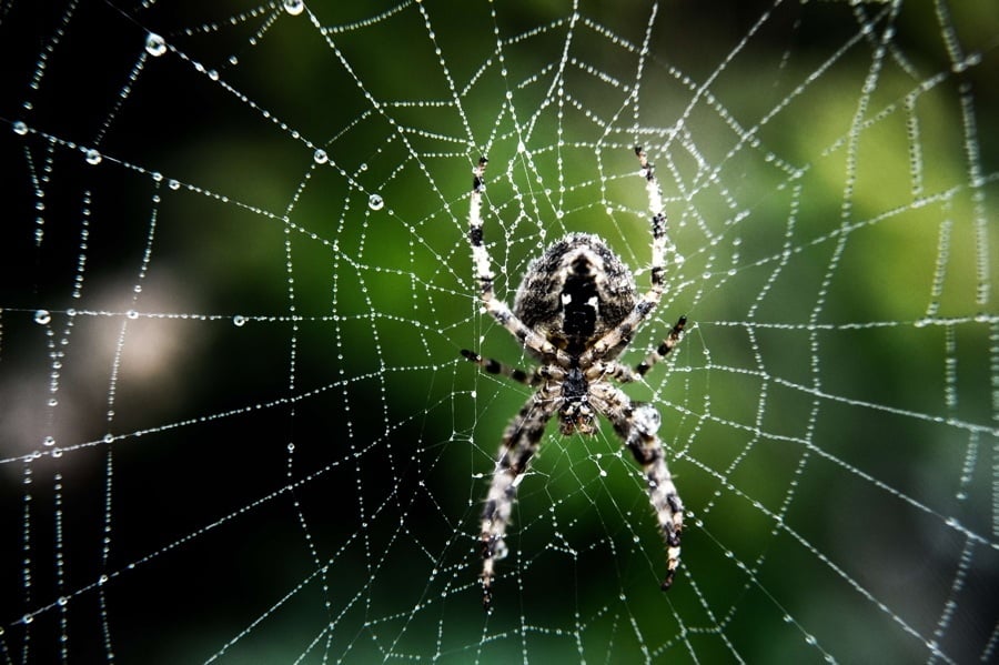 A Giant Spider Web is Engulfing A Greek Island And It's Terrifying