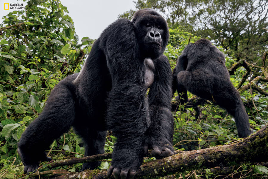 Virguna National Park Gorillas