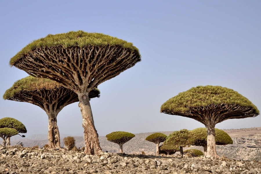 Yemen