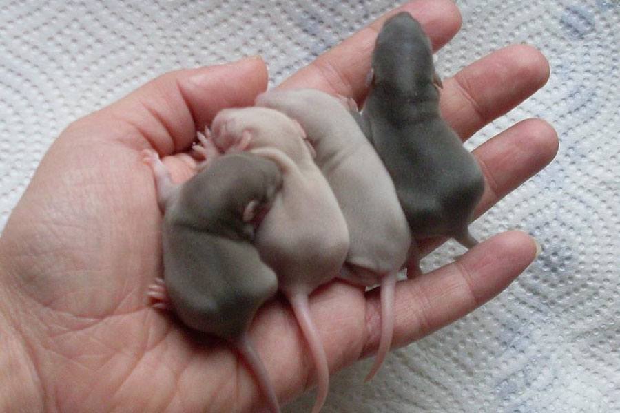 Baby Rats