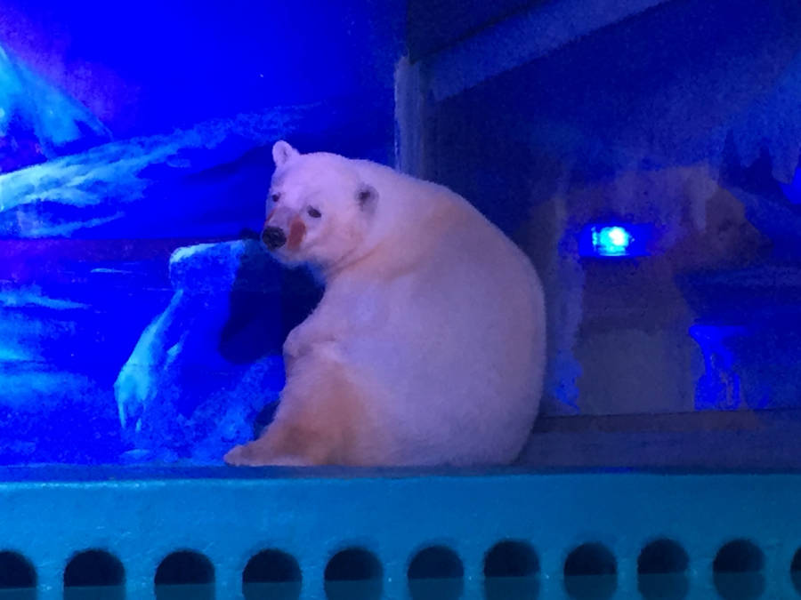 Bear Sad Face
