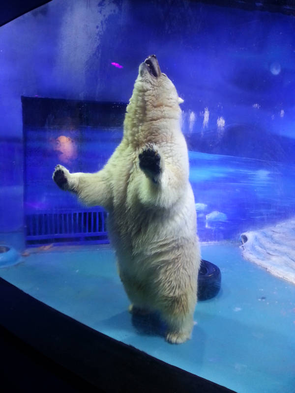 Bear Standing