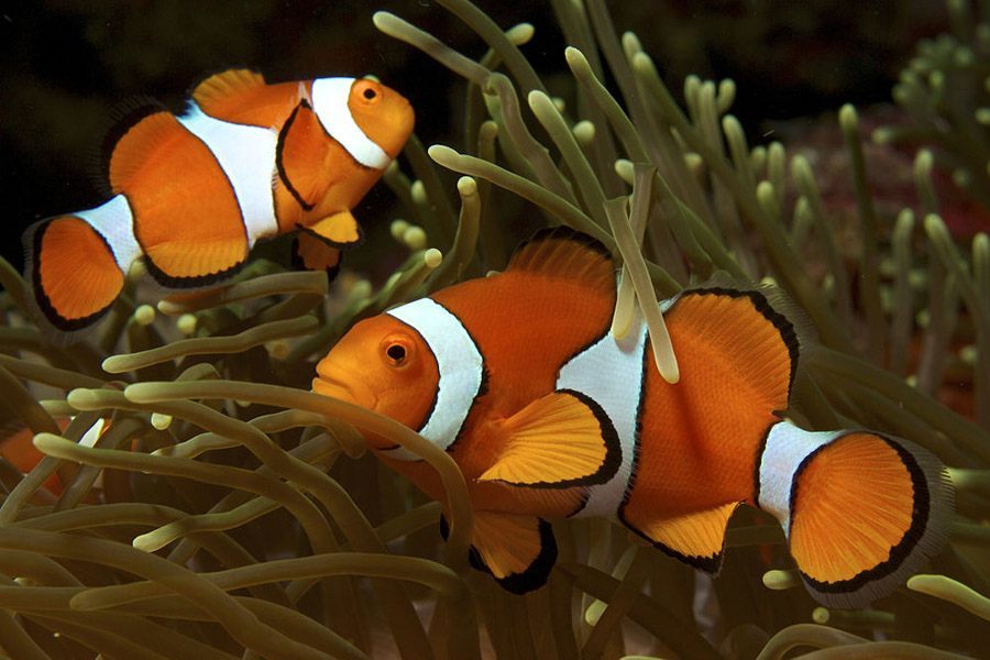 Clown Fish