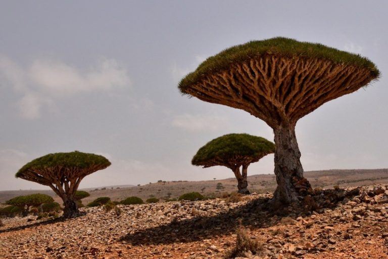 Socotra: 41 Surreal Photos And Facts From Earth's Weirdest Island