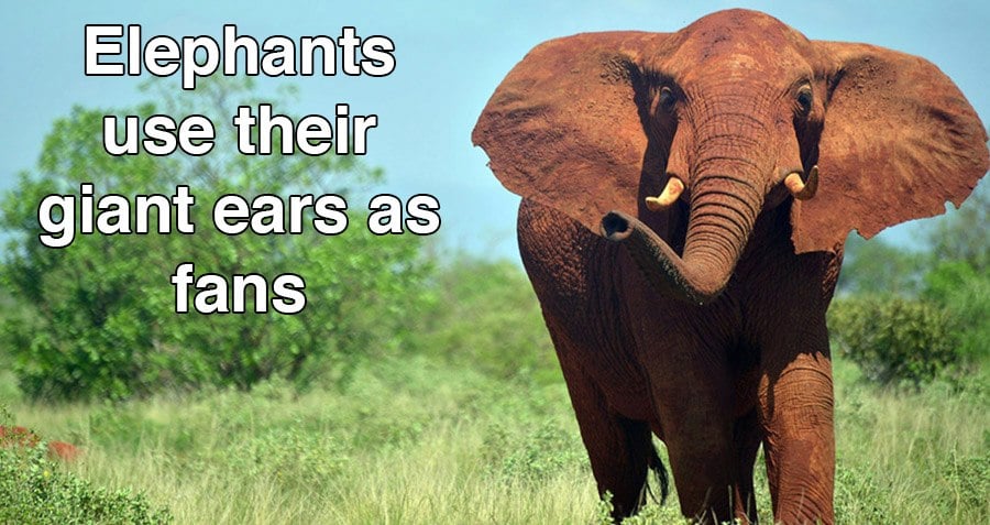 21 Interesting Elephant Facts About The Largest Land Animal On Earth