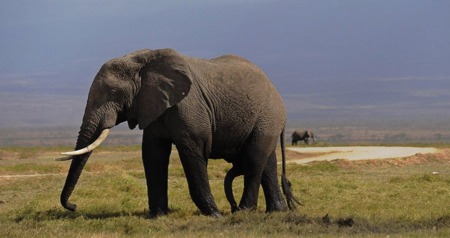 21 Interesting Elephant Facts About The Largest Land Animal On Earth