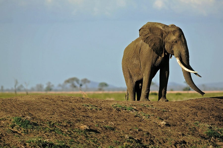 Elephant Tusks