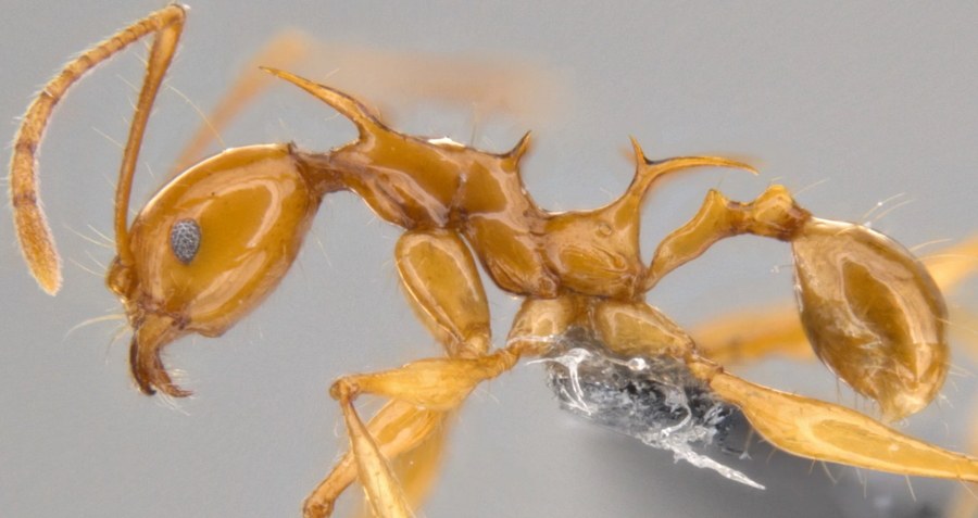 Pheidole viserion Ant