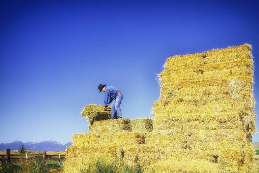 Gop Changes Farmer Hay