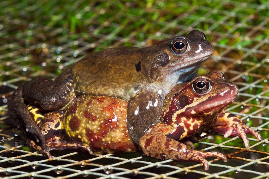 Mating Frogs Sex Changing Animals