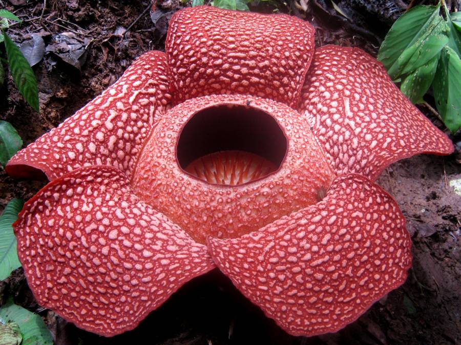 Rafflesia Arnoldii Red