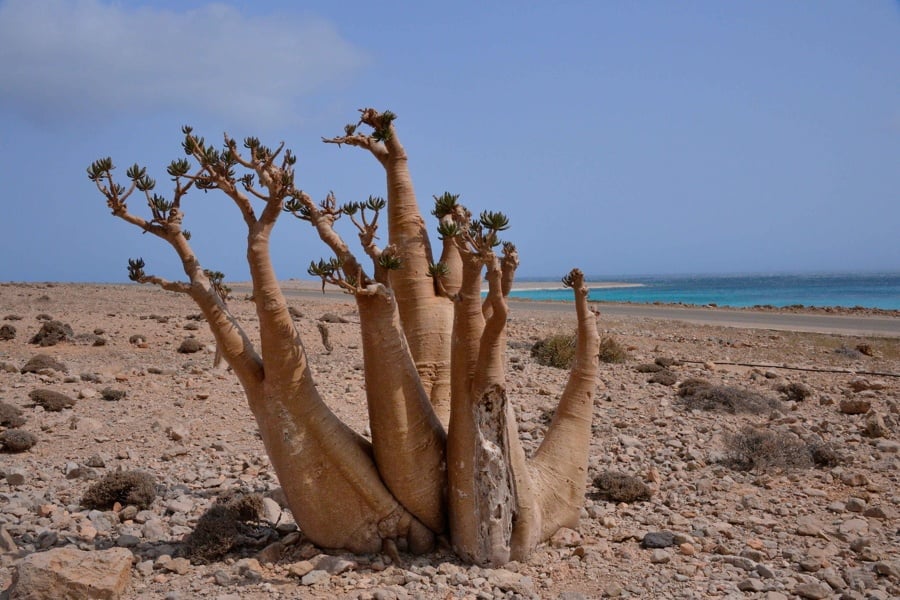 Socotra Bottle Tree