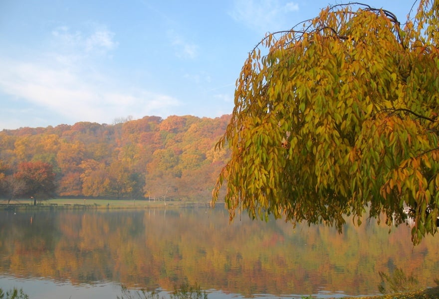 Tree Reflection