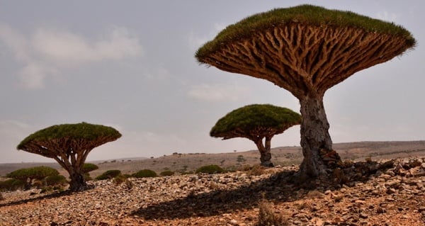 Socotra: 41 Surreal Photos And Facts From Earth's Weirdest Island