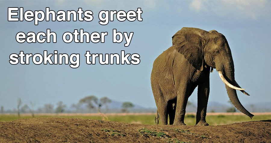 21 Interesting Elephant Facts About The Largest Land Animal On Earth