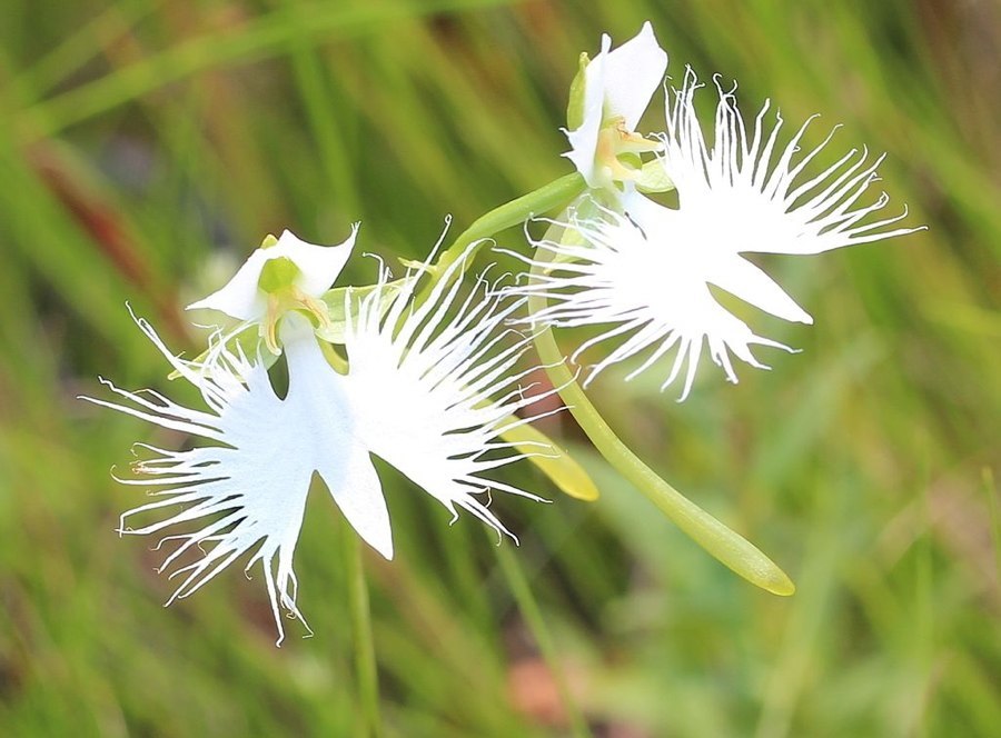 White Egret Flower