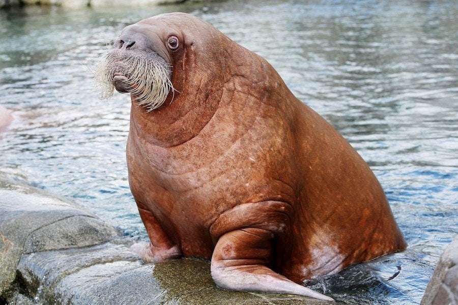 Arctic Animals Walrus