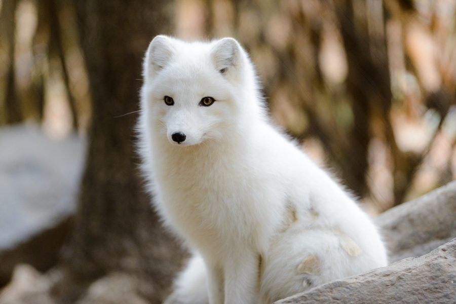 Arctic Fox Sitting