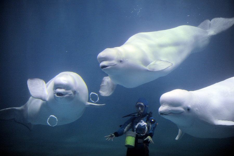 Beluga Whale