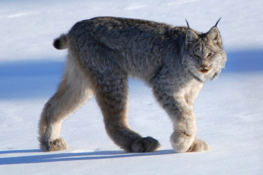Canada Lynx Walking
