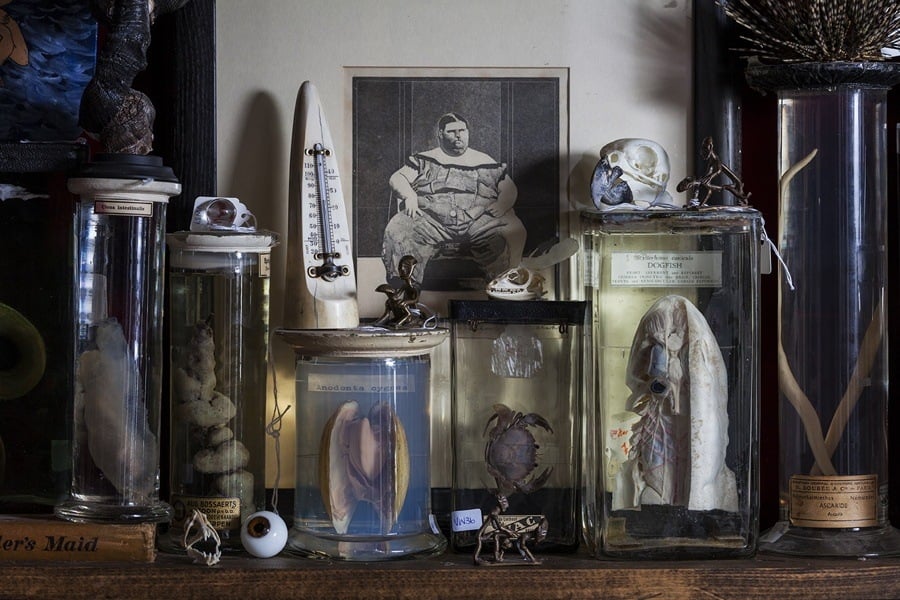 Inside The Viktor Wynd Museum Of Curiosities, The Strangest Museum On Earth