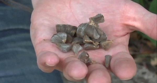 Devil�s Breath An Illustrated History Of South America�s