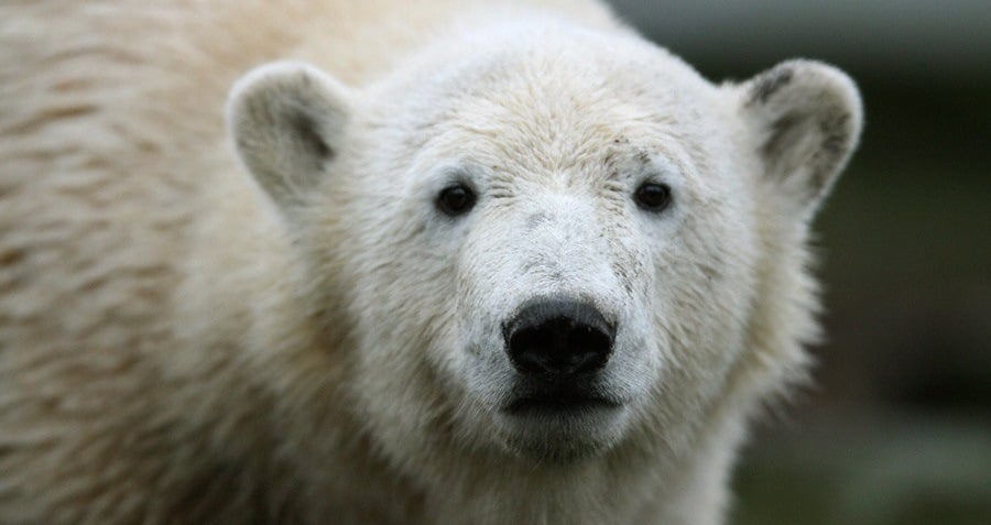 21-polar-bear-facts-that-ll-make-you-fall-for-earth-s-largest-predator