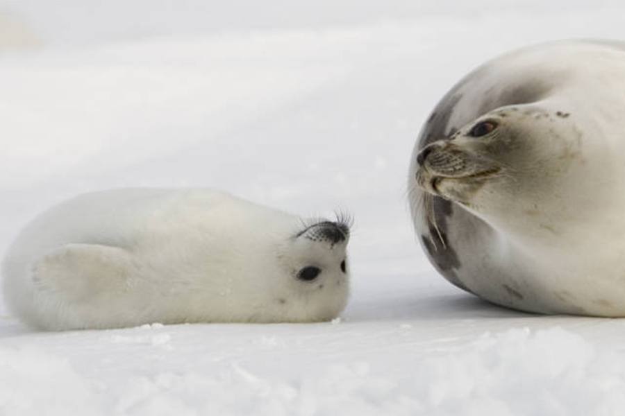 Seals are перевод