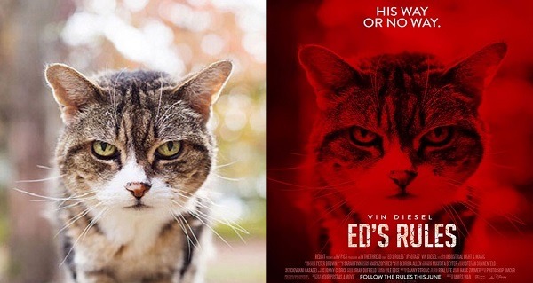 Movie Poster Cat