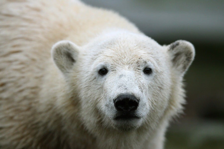 Surprising Polar Bear Facts About the King of the Arctic