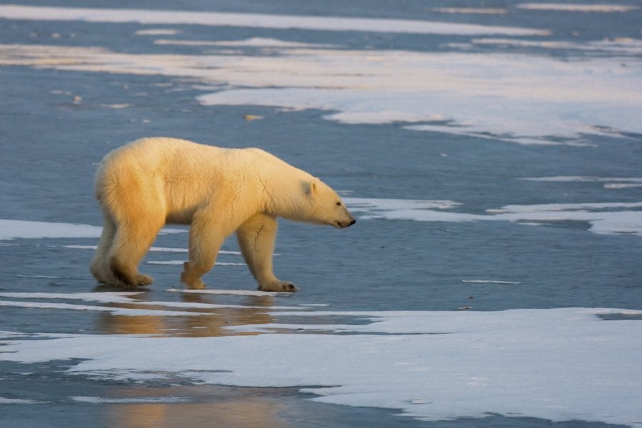 Polar Bear Walking