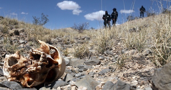 Skull On Ground Rocks